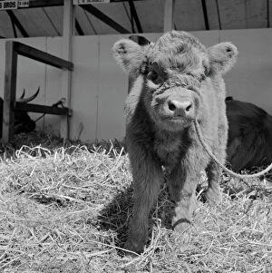 Highland Cow Premium Framed Print Collection: Highland calf a094021