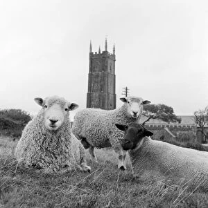 Historic Images 1900s - 1910s Photographic Print Collection: Sheep a087032