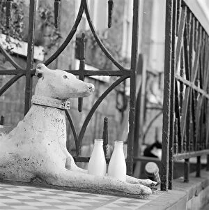 Islington Collection: Stone greyhound a071577