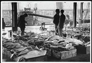 Aberdeen Collection: Aberdeen Fish Market