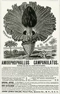 Advertising Photographic Print Collection: Advert for Amorphophallus Campanulatus, plant seeds 1891