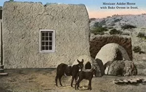 Jun16 Collection: Adobe House - Mexico - Bake Ovens and Mules