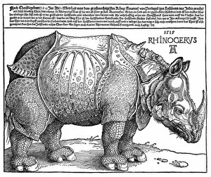 Albrecht Collection: Albrecht Durers Rhinoceros