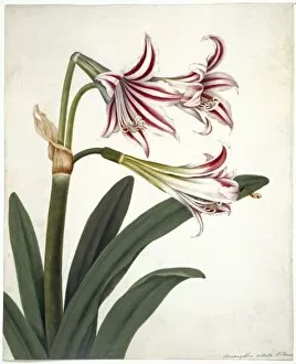Peter Brown Fine Art Print Collection: Amaryllis vittata, amaryllis