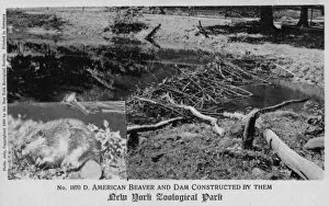 Constructs Collection: American beaver in the New York Zoological Park