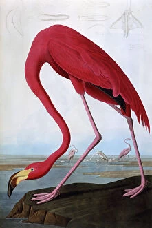 John White Pillow Collection: American Flamingo, by John James Audubon