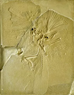 Earliest Collection: Archaeopteryx lithographica [London specimen]
