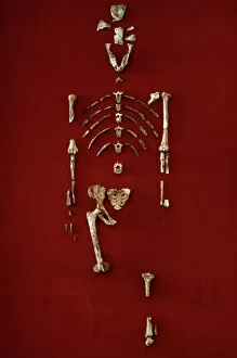 Related Images Jigsaw Puzzle Collection: Australopithecus afarensis (AL 288-1) (Lucy)