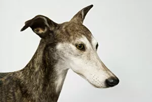 Greyhound Racing Pillow Collection: Ballyregan Bob, greyhound