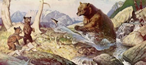 Brown Bear Jigsaw Puzzle Collection: Bear Feeds Fish to Cubs Date: 1948