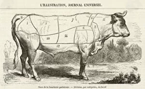 Meat Collection: Beef Cuts Diagram 1855