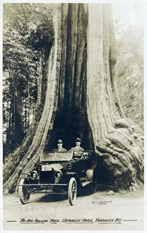 Base Collection: The Big Hollow Tree - Stanley Park, Vancouver, BC, Canada