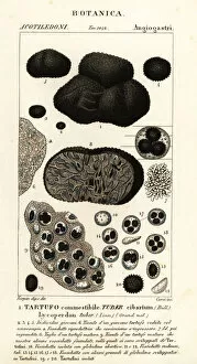 Fruit Collection: Black truffle, Tuber melanosporum