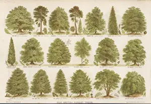 Mary Evans Prints Online: British Forest Trees Print