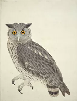 Colorful wildlife illustrations Mouse Mat Collection: Bubo coromandus, dusky eagle owl