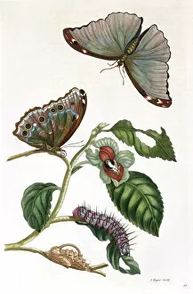 Illustrator Collection: Butterfly illustration by Maria Sibylla Merian