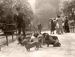 Kensington and Chelsea Collection: Captain Berrys dachshunds in the park