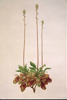 Angiosperm Collection: Cephalotus follicularis, Australian pitcher plant