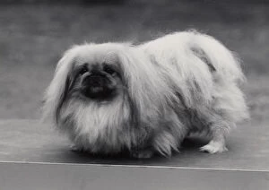 New Images August 2021 Framed Print Collection: Ch. Tul Tuo of Alderbourne, owned by the Misses Ashton Cross. Pekingese. Date: 1958