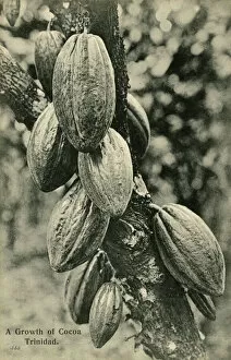 Cocoa Collection: Cocoa bean pods - Trinidad - West Indies