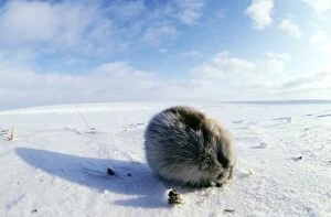 Rodent Collection: Collared Lemming - adult in winter fur, feeds
