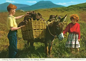 Galway Collection: Collecting Turf from the Bog, Connemara, County Galway