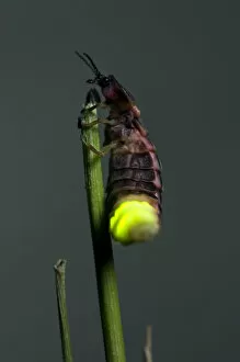 Attract Collection: Common Glow-worm - female - glowing on a cut grass stalk to attract males - late in