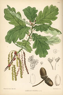 Botanical Fine Art Print Collection: Common oak tree, Quercus robur