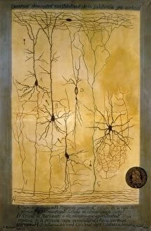 Posters Fine Art Print Collection: Cortical grey matter schema by Santiago Ramon Y Cajal