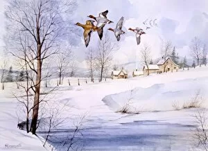 Greensmith Collection: Country landscape in winter with flying ducks
