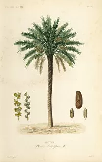Edouard Collection: Date palm tree, Phoenix dactylifera