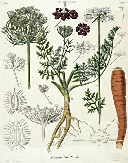 Botanical Poster Print Collection: Daucus carota, carrot