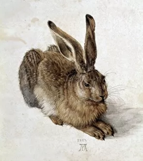 Animal illustrations Photo Mug Collection: DURER, Albrecht (1471-1528). Hare. 1502. Renaissance