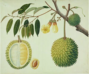Botanical Poster Print Collection: Durio zibethinus, durian fruit