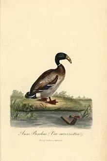 Ducks Pillow Collection: Dutch Hookbill Duck