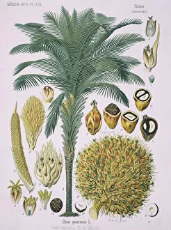 Fine art Poster Print Collection: Elaeis guineensis Jacq. African oil palm