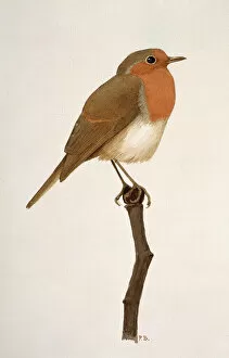 European Robin Collection: Erithacus rubecula, European robin