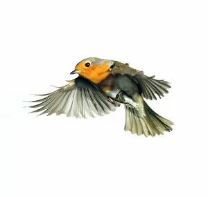 Robins Framed Print Collection: Erithacus rubecula, European robin