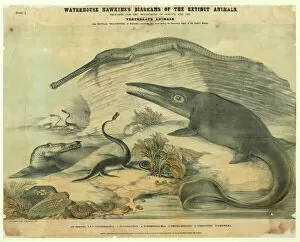 Nineteenth Century Collection: Extinct marine reptiles