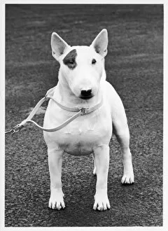 Drummond Collection: FALL / CRUFTS / BULL TERRIER