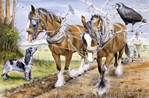 Ploughs Collection: Farmer and team of working horses plough a field