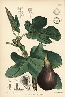 Botanical Fine Art Print Collection: Fig, Ficus carica