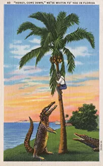 Hiding Collection: Florida Tourist Postcard - Waiting Alligators