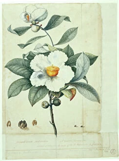 Fine art Photographic Print Collection: Franklinia alatamaha, franklinia