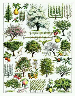 Ways Collection: Fruit Tree Culture