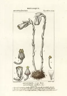 Florence Collection: Ghost plant or Indian pipe, Monotropa uniflora