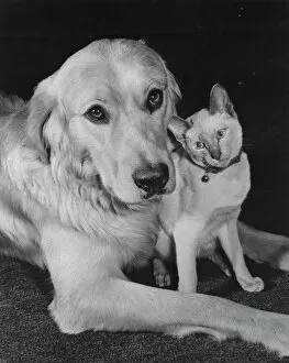 Dogs Jigsaw Puzzle Collection: Golden Retriever and Siamese Cat