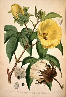 Fine art Poster Print Collection: Gossypium barbadense, cotton plant