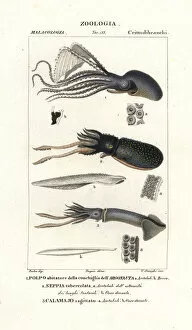 Cuttlefish Collection: Great argonaut, cuttlefish and flying squid