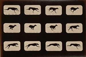 Greyhound Collection: Greyhound, running